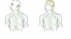 Maps of the lymphatic system: old (left) and updated to reflect UVA's discovery. Credit: University of Virginia Health System