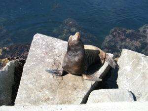 Monterey Bay is full of Sea Lions