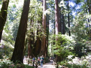 The Giant Red Woods in Muir Woods just north of San are humbling