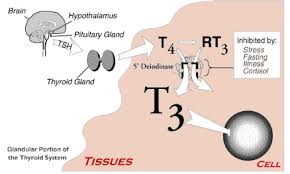 thyroid function schematic 